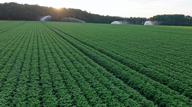 Irrigation system watering agricultural field in countryside. Organic vegetable farm, footage. Water sprinkler irrigating field. Drip irrigation system. Crop irrigation. Agriculture and farming