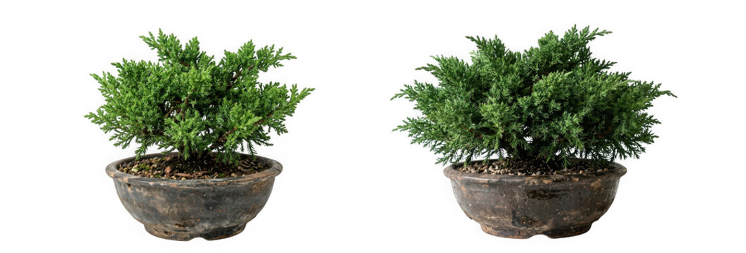 Two bonsai juniper trees in rustic ceramic pots isolated on transparent background