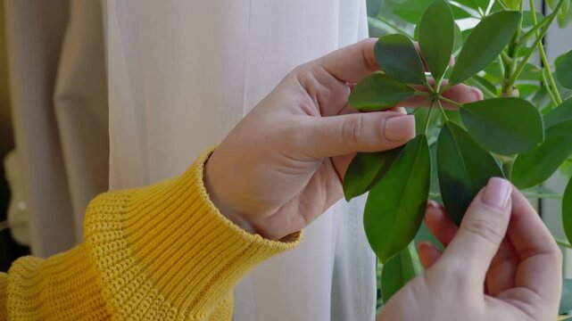 A close-up of hands tending to a houseplant, Schefflera, as delicate green leaves are explored.