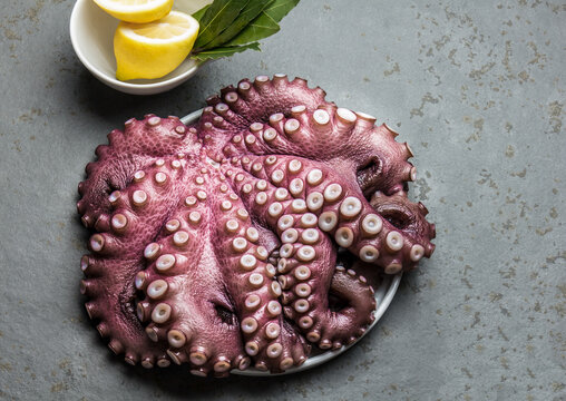Whole fresh raw octopus with lemon and laurel, gray slate background, top view