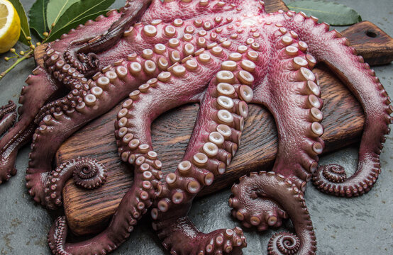 Seafood octopus. Whole fresh raw octopus on wooden board with lemon and laurel, gray slate background, top view