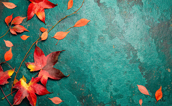 Fall red leaves on blue background. Top view