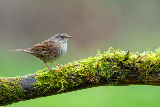Dunnock walking on a moss-covered branch in a natural woodland habitat