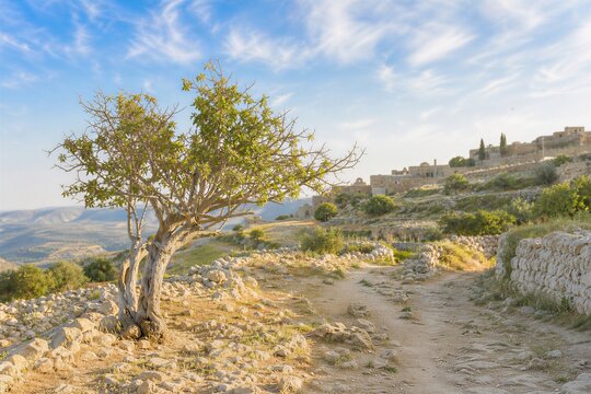 Withered Fig Tree Standing Alone Beside a Stony Path in Ancient Biblical Near East Landscape