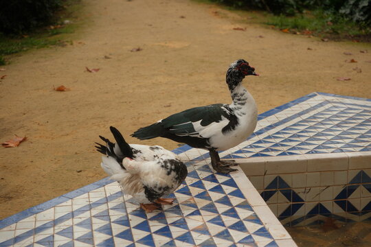 Mescovy ducks (turkey ducks, 
Cairina moschata) by water fountain display in Maria luisa Park (Parque de Mar&iacute;a Luisa) in Seville Spain