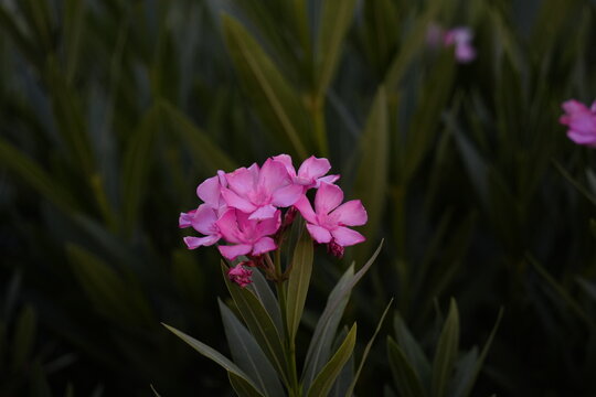 Pink adelfa flower in the garden