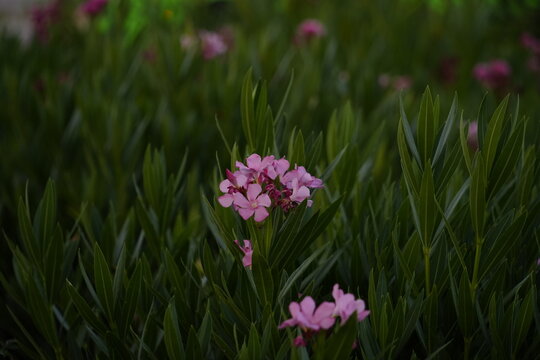 Pink adelfa flower in the garden - 2