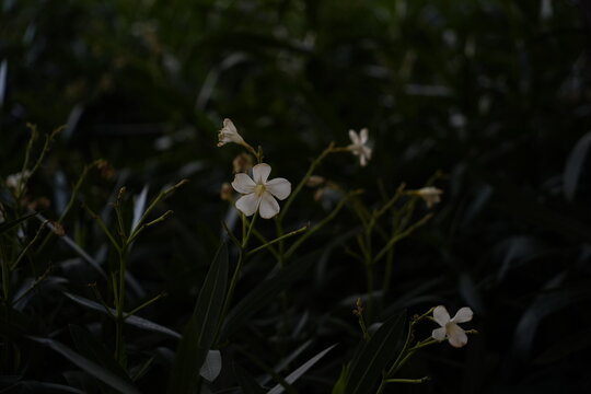 white adelfa flower in the garden