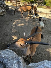 Large eland antelopes and sheep walking together in a sunny zoo enclosure © Monika