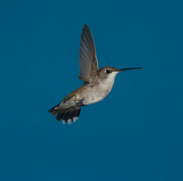 Calliope hummingbird