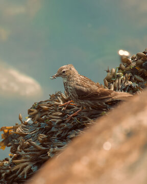 Rock Pipit on Seaweed