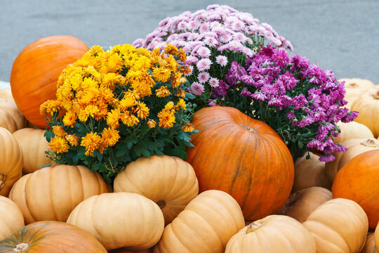 Decorative yellow and orange pumpkins, colorful chrysanthemums arranged in an autumn garden. Seasonal rustic harvest display with colorful squash and gourds. Thanksgiving and Halloween themes