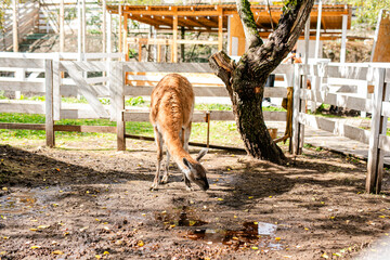 Fototapeta premium Lama grazing near puddles under tree in fenced animal park.