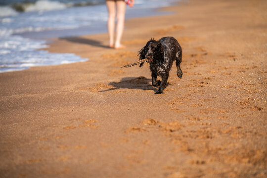 Wet spaniel dog running with stick on sandy beach.