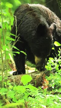 Powerful Black Bear Shredding a Log Splinters and Shards Go Flying 