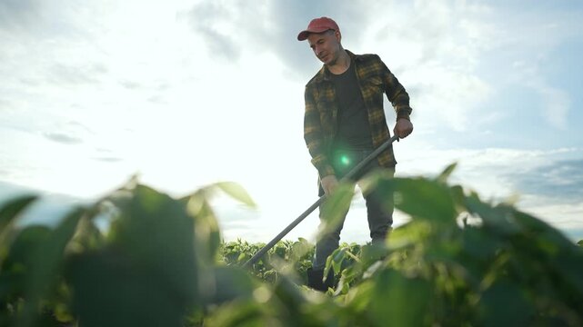 Farmer working with hoe soybean field. Man plaid shirt cap tending crops. Agricultural scene with bright sunlight. Concept rural lifestyle soybean farming hard work. Farmer cultivating soybean field.