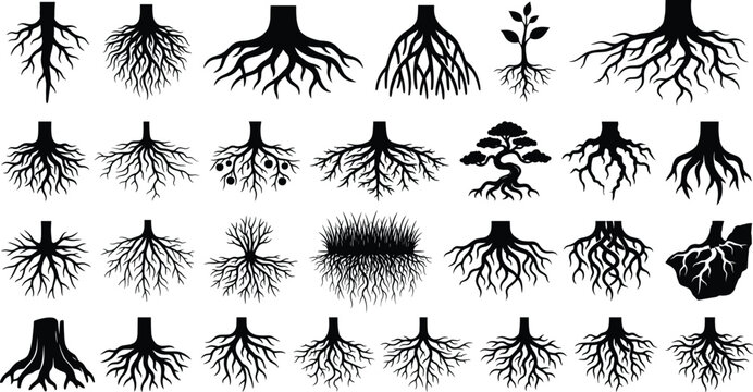 Tree Root Silhouette Collection Black Vector Botanical Underground Root System Set