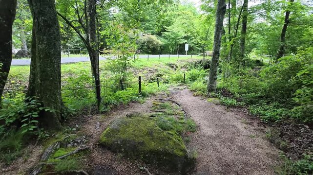 Wet path winds through lush green forest. Mossy tree trunks stand beside leafy undergrowth. Nature's quiet path invites calm exploration. Damp earth and ferns glow under soft daylight