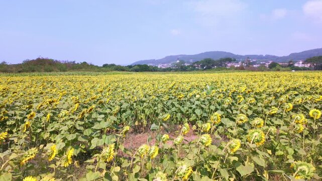 A vast expanse of bright yellow sunflowers stretches across a lush agricultural field under a clear blue sky, illuminated by warm daylight with textured green foliage swaying in a gentle summer breeze
