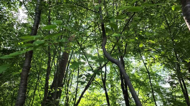 Sunlight filters through dense green canopy. Trees stand tall, their trunks twisting upward. Leaves rustle in gentle forest breeze. Peaceful atmosphere evokes calm and connection with nature