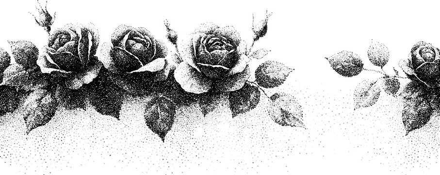 Row of roses forming decorative horizontal border on white background