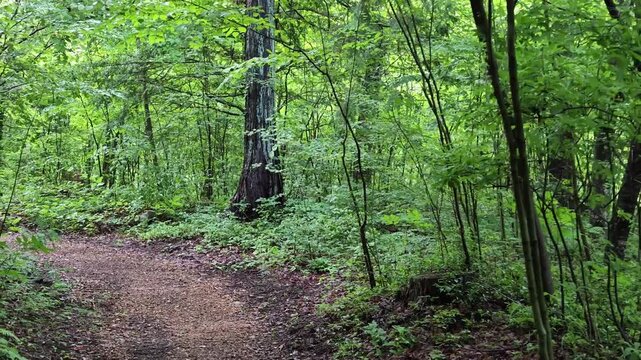 Path winds through dense, vibrant green forest. Trees stand tall, leaves rustle gently in breeze. Sunlight filters softly through canopy above. Wilderness feels peaceful, untouched, and serene