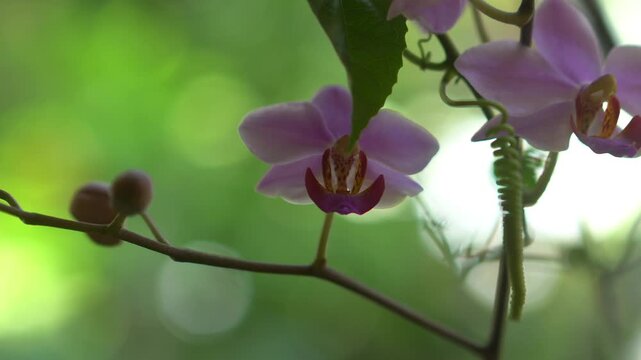 purple orchid on green background