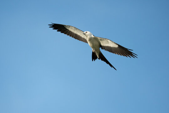 Swallow-tailed Kites soaring in the clear blue sky