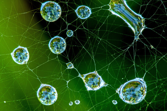 dew drops in spiderweb