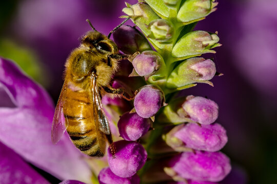 European Honeybee on flower