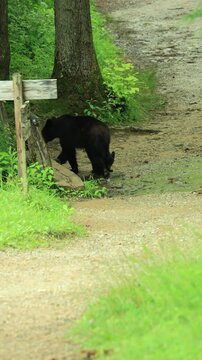 Mother and Cub Black Bears at a Quiet Mountain Stream Creek Taking a Sip of Water 