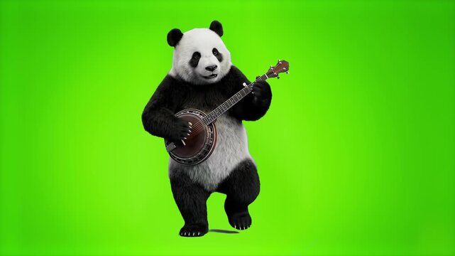A funny 3D giant panda bear standing and playing a banjo musical instrument, isolated on a chroma key green screen background. Great for video compositing, music video VFX, humorous commercials, and m