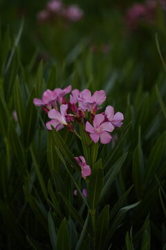 Pink adelfa flower in the garden - beauty