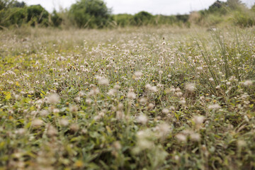 Fototapeta premium field of flowers
