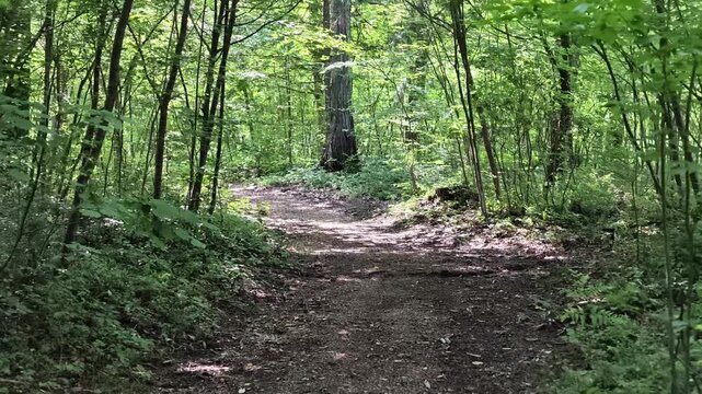 Lush green forest path winds through tall trees. Sunlight filters through leaves in soft dapples. Dirt trail meanders gently beneath dense undergrowth. Nature's quiet rhythm invites calm exploration