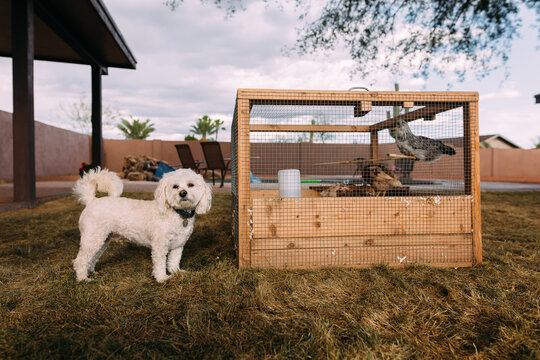 Small White Dog Standing Near a Chicken Coop in the Arizona Desert