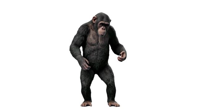 A realistic 3D chimpanzee character standing in place, isolated against a solid white background. Perfect for scientific presentation graphics, wildlife education, animal infographics, and commercial 