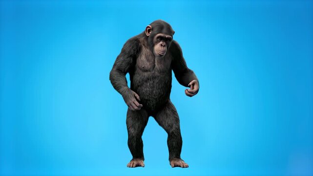 A realistic 3D animated chimpanzee standing upright against a solid blue studio backdrop. Great for educational videos, wild animal concepts, and commercial design templates.