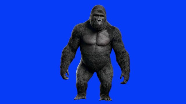 Powerful 3D model of a silverback gorilla standing in full-body view, isolated on a bright solid blue background. Great for action scene compositing, wildlife documentaries, zoo marketing clips, anima