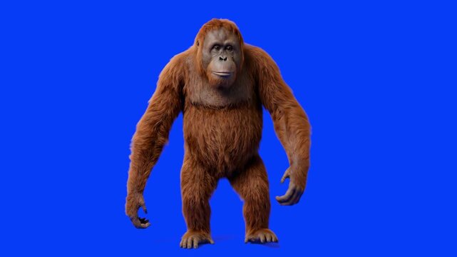 Detailed 3D model of a standing orangutan ape facing forward, isolated on a bright solid blue background. Perfect for nature documentary overlays, wildlife educational videos, video compositing, zoo m