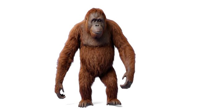 A realistic 3D orangutan with reddish-brown fur standing upright against a clean white backdrop. Perfect for environmental campaigns, zoo promotions, and educational media.