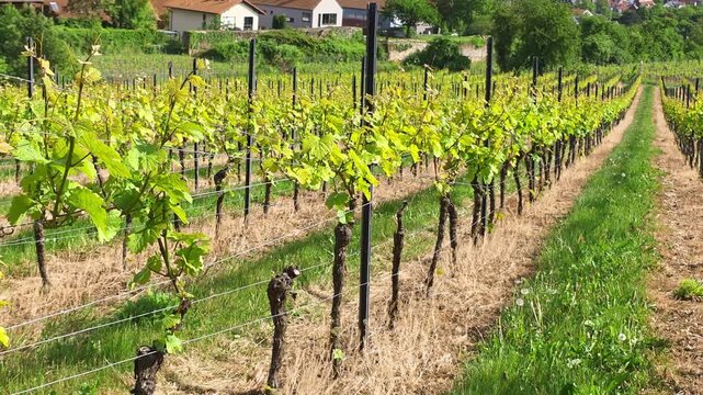 Rows of young grapevines in a European vineyard field, rural cultivation, wine growing landscape.