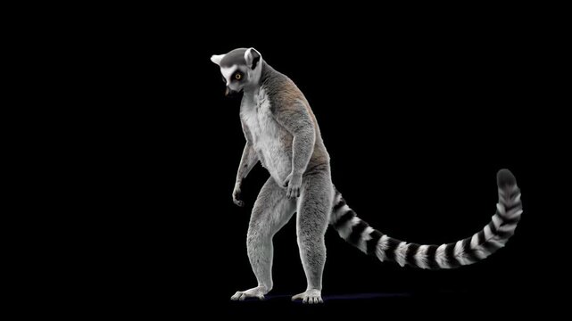 A 3D model of a ring-tailed lemur standing on its hind legs against a dark black background. Excellent for dramatic nature clips, cinematic animal showcases, and visual effects overlays.