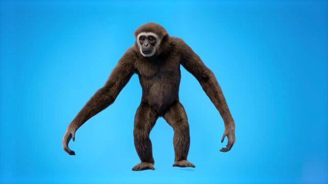 Full-body 3D render of a gibbon ape standing isolated against a vibrant cyan light blue background. Great for tropical wildlife marketing materials, zoo promos, biological presentations, educational g
