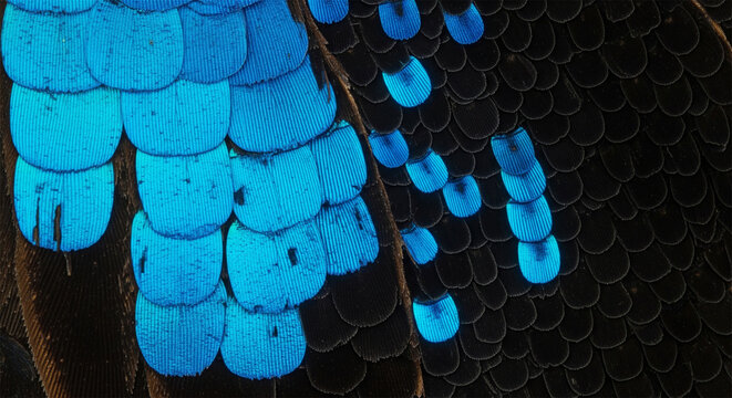 Iridescent blue butterfly wing scales, macro photography of morpho butterfly wing texture, abstract natural pattern
