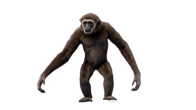 A detailed 3D animated gibbon monkey with long arms stands facing forward against a white background. Great for wildlife educational videos, zoo promos, and nature documentaries.