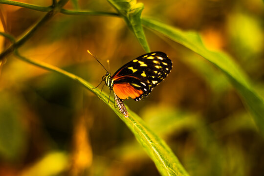 Exotic Wildlife Close-Up of Tropical Butterflies and Poison Dart Frogs