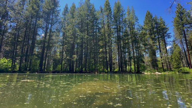 Water Level View of Donner Lake with Pine Pollen Patches Floating and Tall Tress in the Background  in Truckee California 4K.