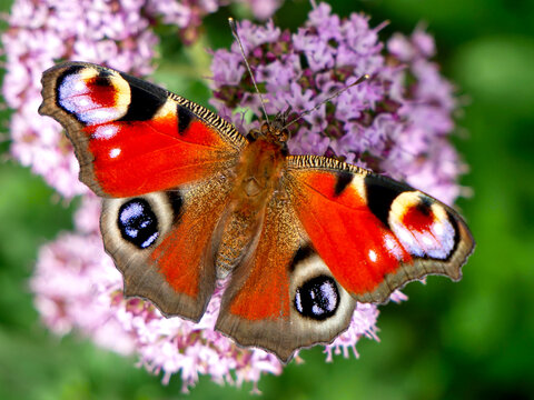 A peacock butterfly with vibrant red, blue, and black wings rests on a cluster of purple flowers.