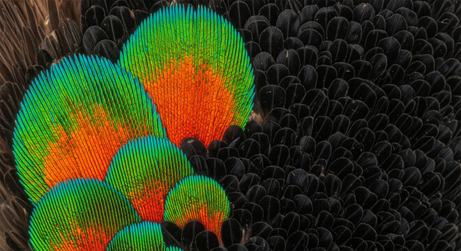 Iridescent peacock feather macro texture, vibrant green and orange bird plumage details, exotic wildlife background for luxury design